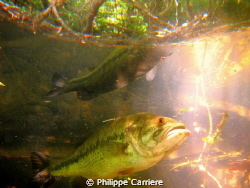 Black bass and his reflect, ray of sun. by Philippe Carriere 